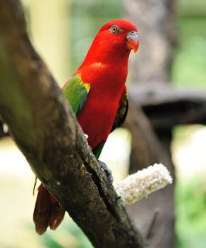 Beautiful red parrot bird close up