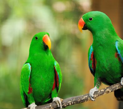 Beautiful couple of green eclectus parrots