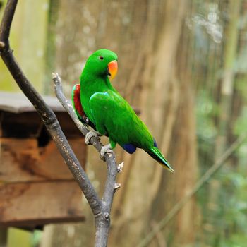 Beautiful green eclectus parrot bird