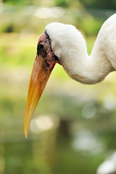 Stork bird close up