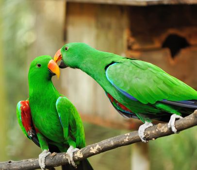 Beautiful couple of green eclectus parrots