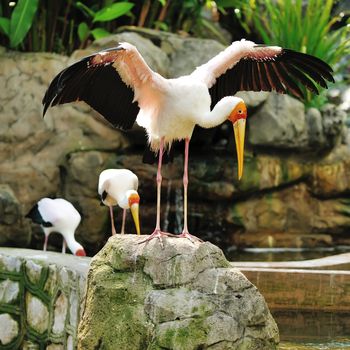 Stork bird close up