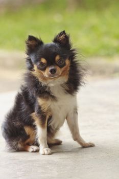 Cute chihuahua looking at the camera