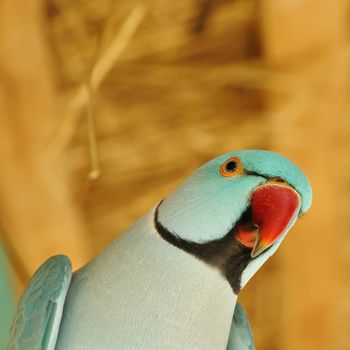 Beautiful parrot bird close up