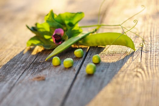 Fresh green peas pods on a wooden table