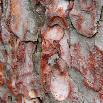 The image of brown texture stem tree