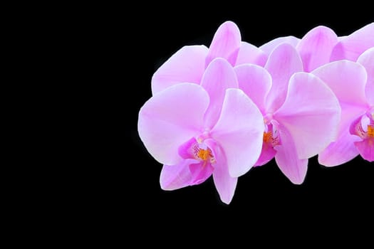 The beautiful purple orchid on black background