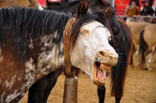 A funny looking horse that appears to be laughing.