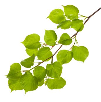 close-up linden branch with new leaves, isolated on white