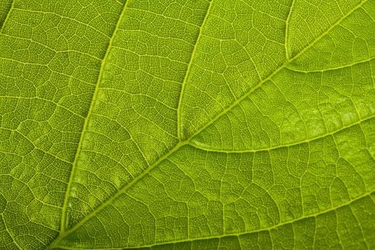 green leaf background, macro shot