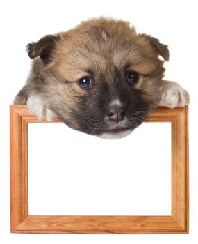 close-up puppy with frame, isolated on white