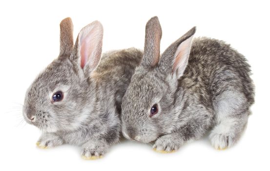 close-up two small gray rabbits, isolated on white