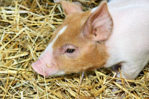Portrait of a very cute baby pig or piglet walking in hay at a farm, country or state fair.