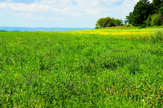 Beautiful hdr rendering of an alfalfa field in bloom with its dark blue or purple flowers, some clover and canola also in bloom, great for agriculture or rural life.