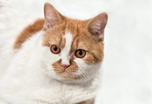Portrait of beautiful red-haired cat with white spots
