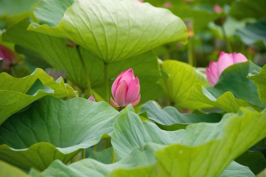 lotus blossoms on the protected forest lake