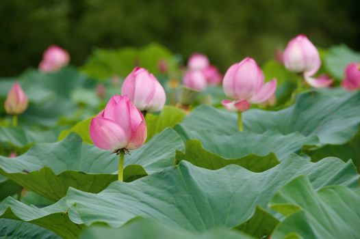 lotus blossoms on the protected forest lake