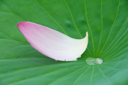 lotus blossoms on the protected forest lake