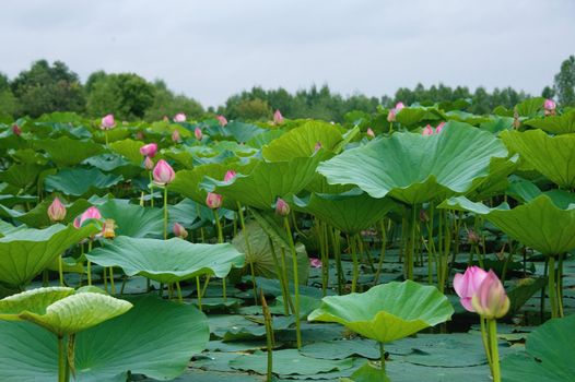 lotus blossoms on the protected forest lake