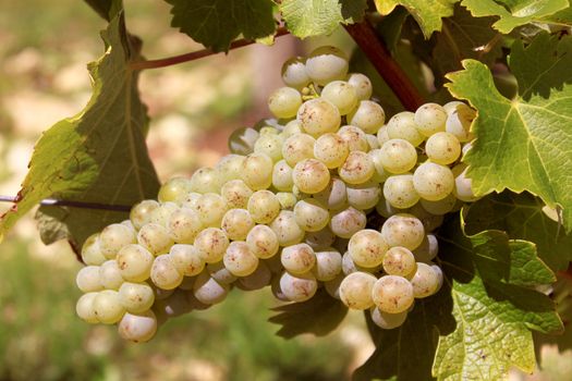 bunches of grapes on vines in a vineyard before harvest