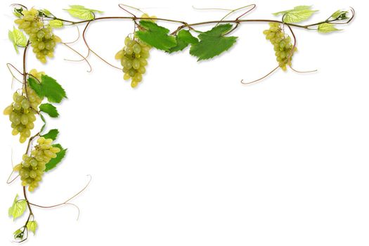 vine leaves and grapes for wine in a restaurant