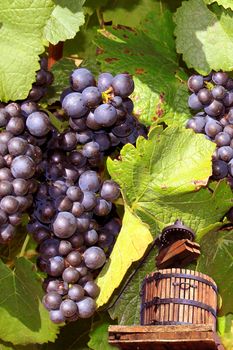 a press on grape vines to make wine