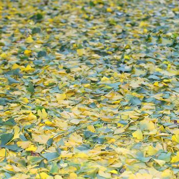 Background of floating colourful yellow autumn leaves on the surface of a lake scattered in random array, square format image Background of floating colourful yellow autumn leaves on the durface of a lake scattered in random array