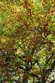 View up into the canopy of a deciuous tree showing the changing colours of the leaves to yellow and brown during the autumn season