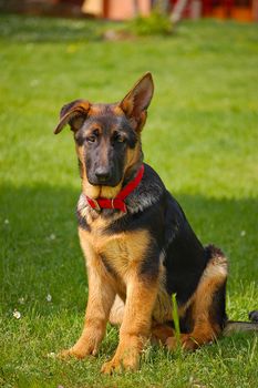 Perplexed puppy german shepherd sitting on green grass
