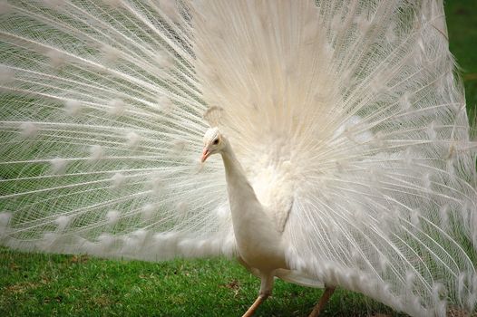 Beautiful white peacock in full ornament