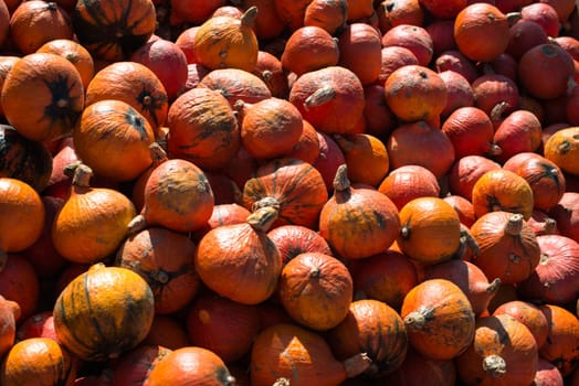 Large heap of harvested pumpkins for sale at a farm in autumn