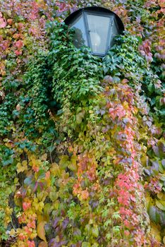 poison ivy leaves around old lantern turning red and yellow in the fall