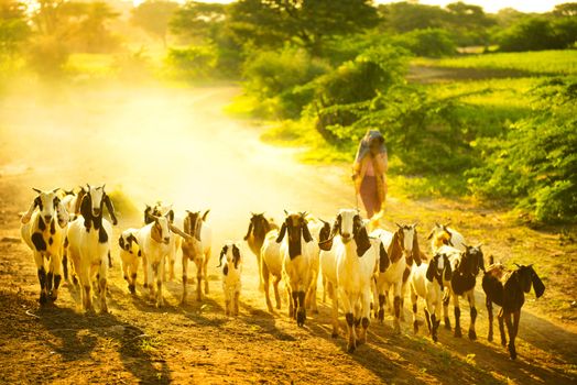 Lifestyle of Burmese in Bagan , Myanmar