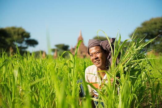 Portrait of a Burmese farmer works in the field