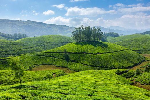 Tea plantations. Munnar, Kerala, India