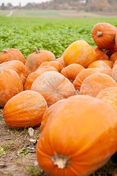 orange yellow pumpkin outdoor in autumn in nature