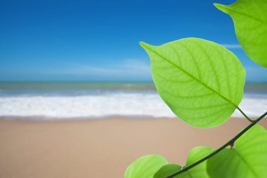 Green leaf on beach