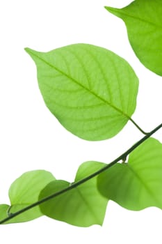 Green leaf isolated on white background