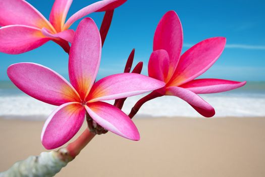 Plumeria flowers on the beach