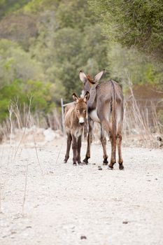 donkeys in field outdoor in summer fram background 