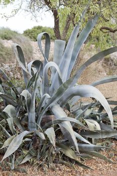 agave plant cactus aloe outside in summer background