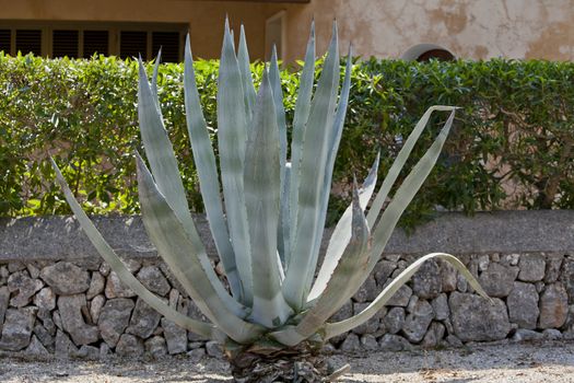 agave plant cactus aloe outside in summer background