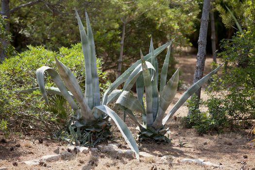 agave plant cactus aloe outside in summer background