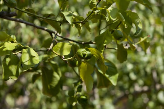 fresh tasty green limes on tree in summer outside mediterranean