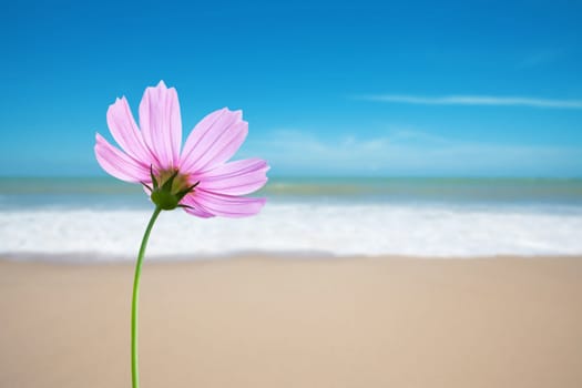Cosmos flower on the beach