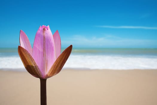 Pink lotus on beach