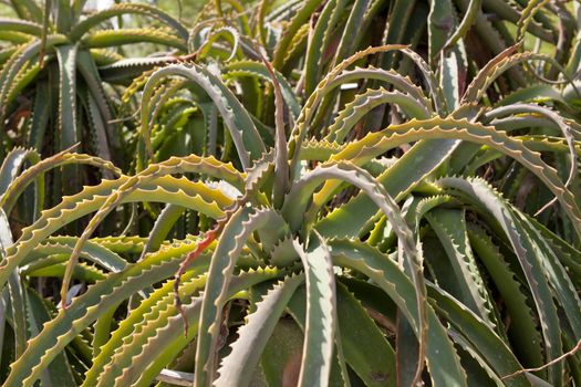 aloe vera cactus succulent plant outdoor in summer