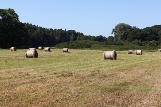 harvested field with hay bales on the edge