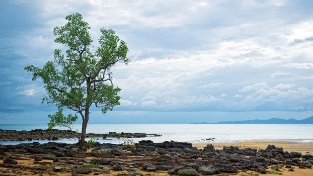Single tree growing on the boulders near the sea