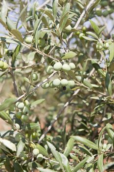 olive plants in summer on olive plantation with fruits